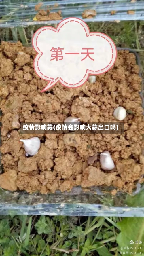 疫情影响蒜(疫情会影响大蒜出口吗)