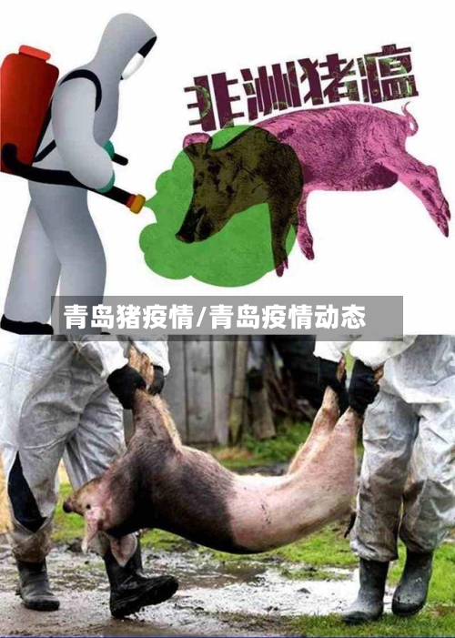 青岛猪疫情/青岛疫情动态