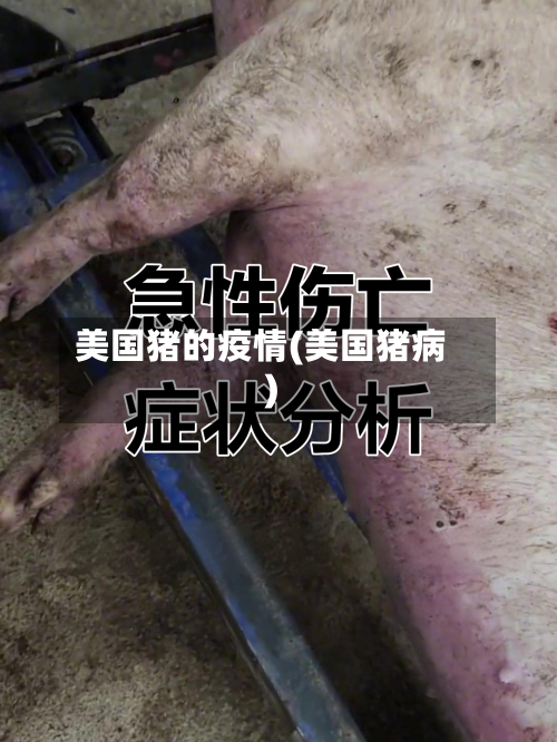 美国猪的疫情(美国猪病)-第3张图片
