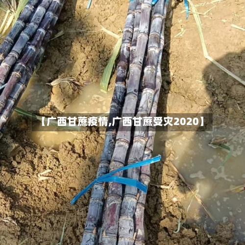 【广西甘蔗疫情,广西甘蔗受灾2020】