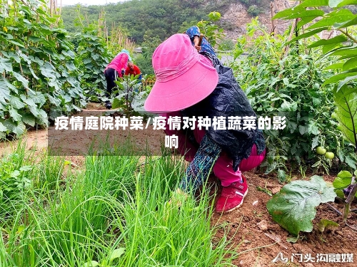 疫情庭院种菜/疫情对种植蔬菜的影响