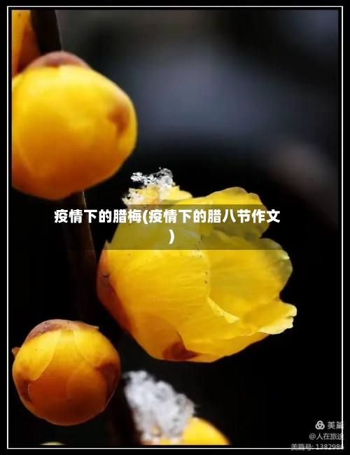 疫情下的腊梅(疫情下的腊八节作文)
